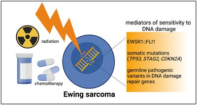 Harnessing immunomodulation during DNA damage in Ewing sarcoma